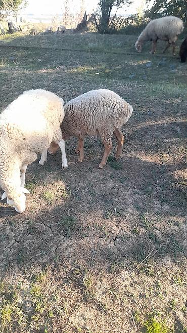 Cücələr: Salam beylagan guzusudu 8 ayligdi yaxşı damazlıq guzudu satma sebebim — 4