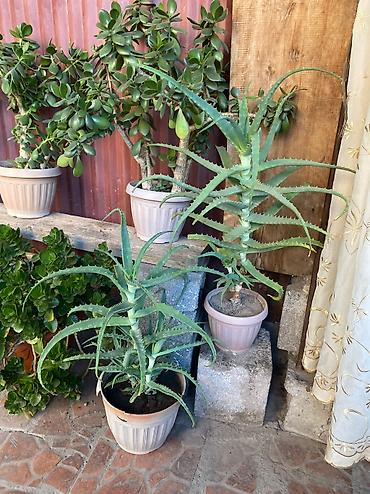 Молочаи: Молочай от 700-1000 с в зависимости от размера — 5