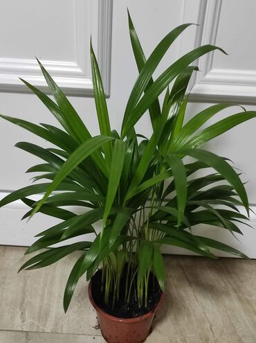 Palma areca i dracena