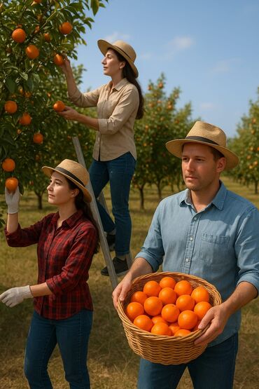 Кондитерские изделия, сладости: Sahede Karalõk yigimina qadin ve kisi isci teleb olunur. pul gundelik