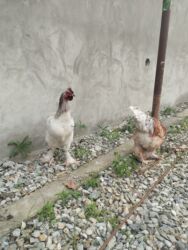 мощный игрушечный пистолет: Toyuq, Brama, Damazlıq, Ödənişli çatdırılma