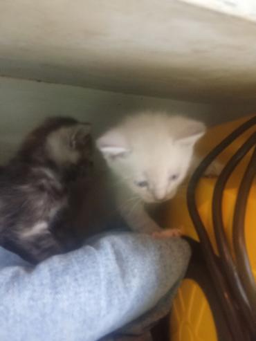 Продажа кошек: Котята с голубыми глазами - Помёт из нескольких котят: светлые — 7