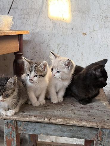 коротколапые коты цена: Отдаю котят в хорошие руки, котята очень хорошие и ласковые, к лотку — 5