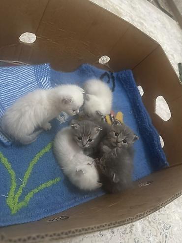 Мышыктар сатылат: Котята, помёт из 6 малышей. Шотландские Скотиш ‼️ 😻😻😻ош - Возраст на — 2