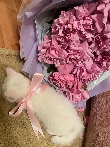 Pişiklər: Britan — 9