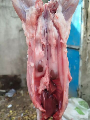 Ət: Dovşan eti halal kesilmiş halal ceki 1 ededi gelir 1k.800q. 1k.500q -da lalafo.az — 49 Ət: Dovşan eti halal kesilmiş halal ceki 1 ededi gelir 1k.800q. 1k.500q — 49