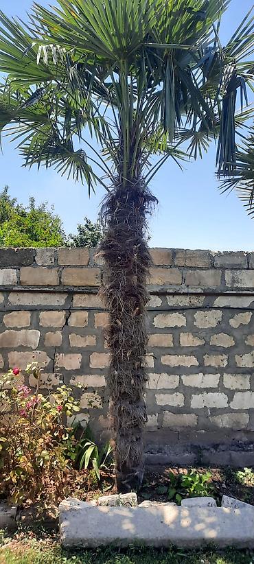sam agaclari: Palma ağacları 5i bir yerde satılır unvan Bərdə rayonu - Növ — 2