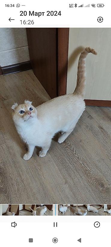 кошки свинкс: Кошки.Порода: Американский керл (American Curl). Котята . Есть котята — 10