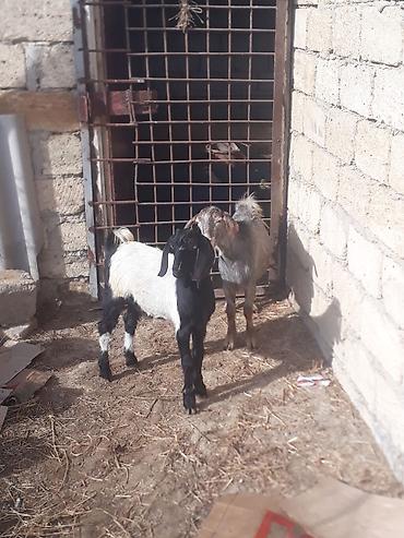 helep kecisi: 2 baş keçi - Növ: yerli cins keçilər - Rəng: biri qara-ağ ləkəli — 2