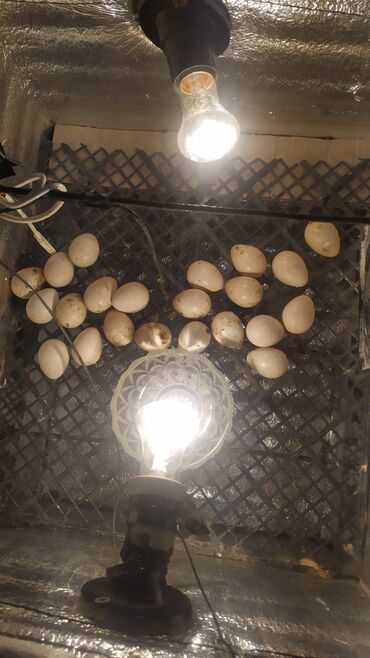 yumurta qoyan heyvanlar: Ödənişli çatdırılma