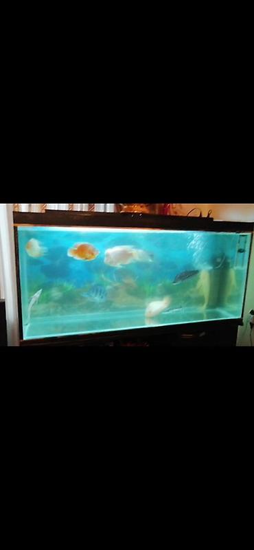 Akvariumlar: Böyük ölçülü akvarium və alt dolabı - Şüşə akvarium: ön/yanları — 3