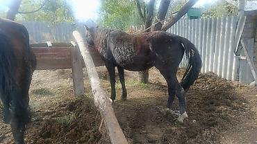 Продам с/х животных: Продаю | Кобыла (самка) | Полукровка | Рабочий | Племенные — 4
