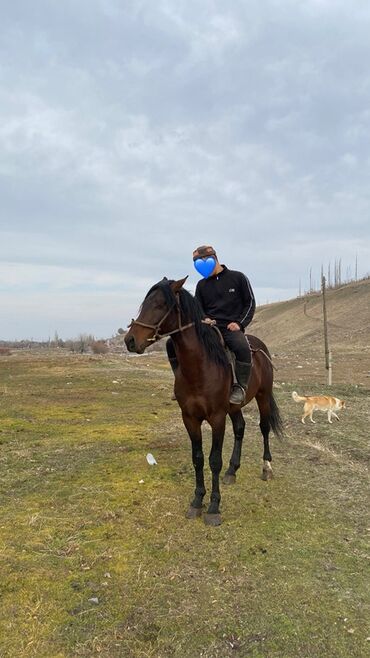 Лошади, кони: Продаю | Жеребец | Конный спорт — 2