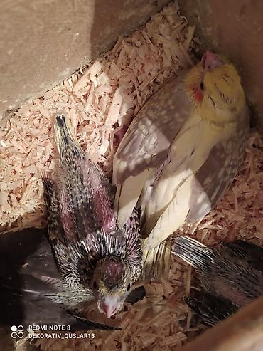 Tutuquşları: Salam. valnisti ve cex cexden donme cex vistivkanin qarisigi adi ile — 19