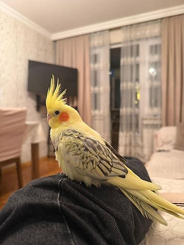 Nymph paraket (Cockatiel) – sarı lutin-perl mutasiyası - Rəng: açıq