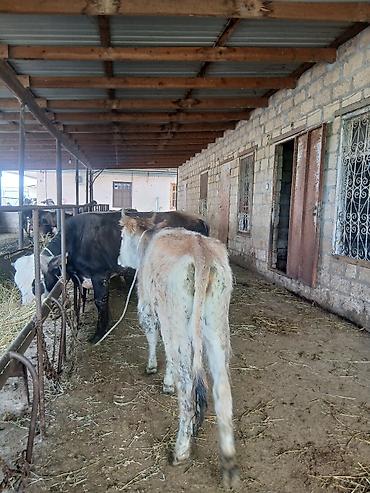 Dana, buzov: 3 erkək 2 dişi dana — 9