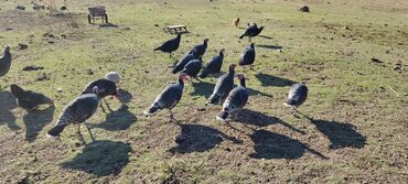 Индюки: Продаю | Индюк (самец) | Черный принц | Для разведения | Племенные — 12