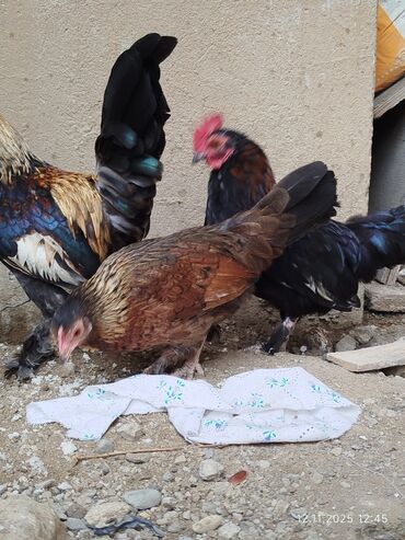 Toyuqlar: Toyuq, Damazlıq, Ünvandan götürmə — 3