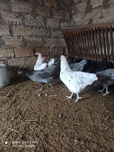 atlar: Toyuq, Australorp, Damazlıq, Ünvandan götürmə, Ödənişli çatdırılma — 4