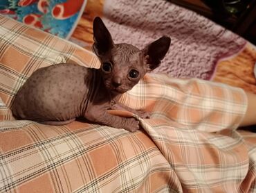 шатлански кошка цена: Сфинкс, 2 айлык, Эркек