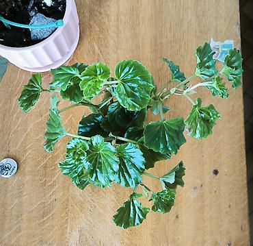 Otaq bitkiləri: 🌱 Begonia zoğları satılır! 6 ədəd zoğ — 1,50 AZN. 🌸 Çiçəkləri — 3