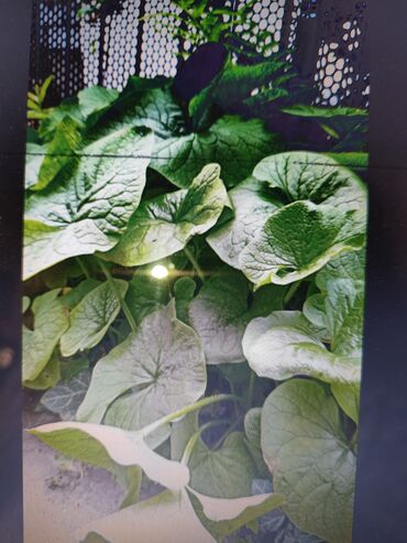 Садовые цветы и кустарники: Саженцы цветка: Платная доставка — 15