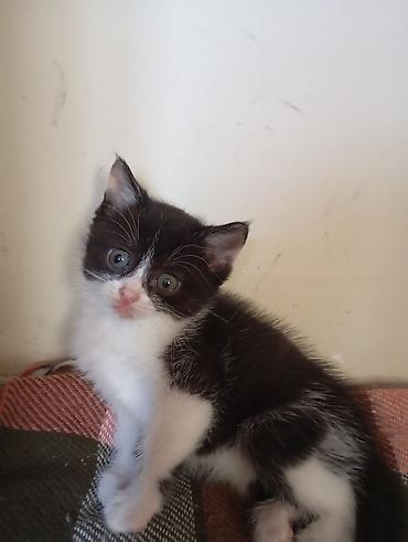 pisik oyuncagi: Qara-ağ rəngli balaca pişik balası - Rəng: qara-ağ tuxedo naxışlı — 1