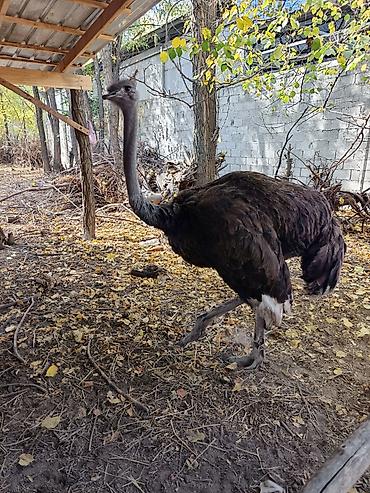 мал доктор: Африканский страус (Struthio camelus) Находится в Токмоке срочно — 1
