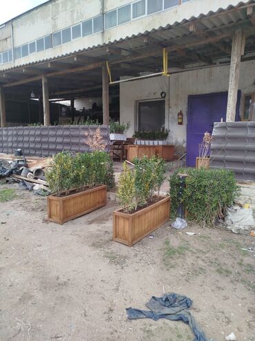 Bitkilər üçün dibçəklər: 🇦🇿Bakı şəhəri üzrə zəmanətli Taxta dipçəklərin topdan və pərakəndə — 10