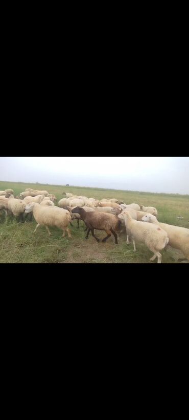Qoyunlar, qoçlar: Dişi, il: 1, 50 kq, Damazlıq, Ünvandan götürmə — 14