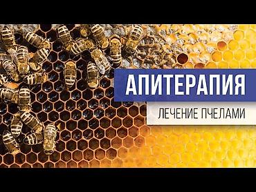 АПИТЕРАПИЯ! Лечение пчелиным ядом: пчелиный яд обладает 50-ю