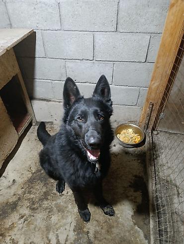 Продажа собак: Немецкая овчарка, 2 года, Самец — 7