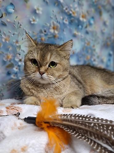 Мышыктар сатылат: Скотиш Страйт (Шотландиялык тик кулактуу), 11 айлык, Ургаачы, Алтын шиншилла, Лотокко барууга үйрөтүлгөн, Курттардан тазаланган, Эмделген — 3