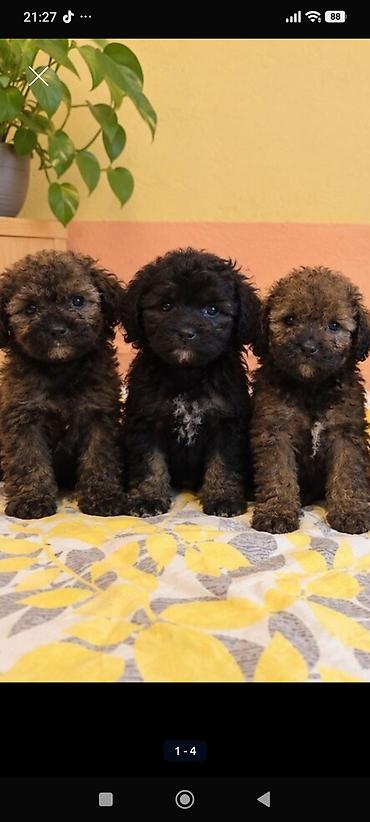 tap az afcarka: Pudel, 2 ay, Peyvəndli, Ünvandan götürmə, Ödənişli çatdırılma — 1