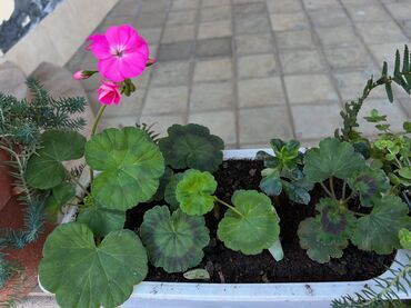 Otaq bitkiləri: Her nov guler var endirimnen verecem Gencedi istiyen yazsin satiş -da lalafo.az — 34 Otaq bitkiləri: Her nov guler var endirimnen verecem Gencedi istiyen yazsin satiş — 34