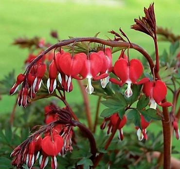 Гортензия: Продаю саженцы: -гортензия Анабель -Хосты великаны -Дицентра бордовая — 8