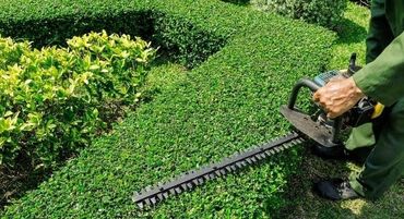 Другие услуги: Обрезка изгороди хвойных деревьев плодовых деревьев Весной Обработка — 17