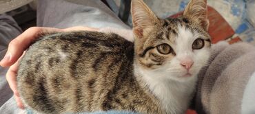 Pişiklər: Tabbi, Dişi, Yaxşı əllərə, Pulsuz çatdırılma — 15