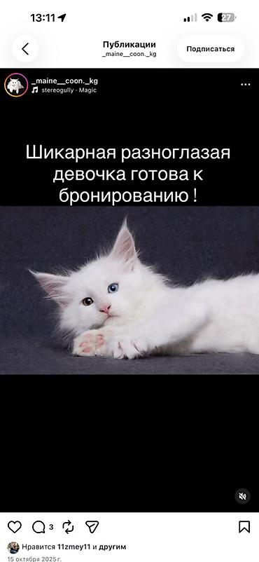 котенок белый купить: Белоснежный котёнок мейн-кун, девочка с разными глазами (один голубой — 1