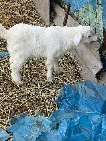 Козы, козлы: Продаю | Козлёнок | Для разведения — 24