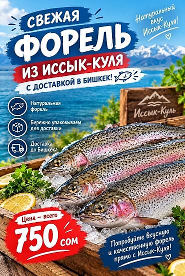 форель кой таш: Свежая форель из Иссык-Куля - Натуральная форель, с ярким вкусом — 1