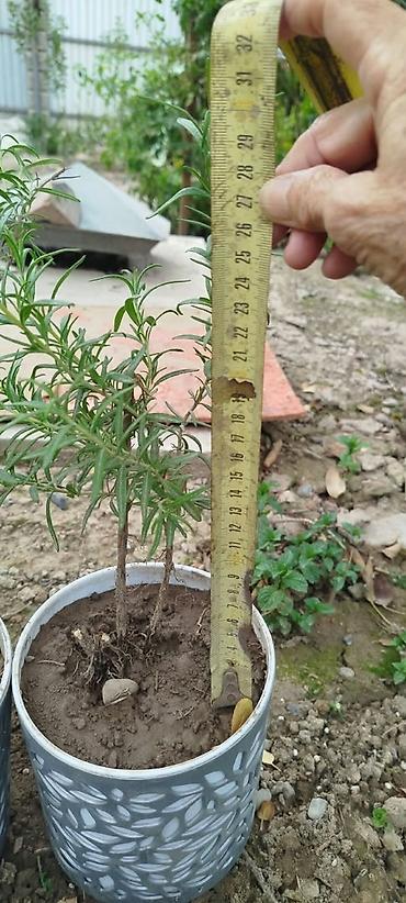 размарин купить: Розмарин (Rosmarinus officinalis) в горшках - Ароматное вечнозеленое — 9