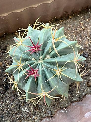 Otaq bitkiləri: Bu dəstə müxtəlif növ kaktuslar daxildir. Hər kaktus özünəməxsus forma — 8