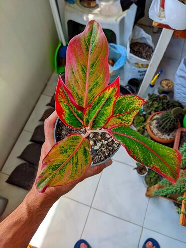 ev gülleri ve adlari: Aglaonema Crete. Tam sağlam və problemsiz. Osmocote gübrə qatılıb