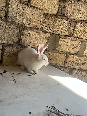 kreditle heyvan satisi: Rizen qarşqı domvanımız sadıda yeridişi üçü suberdi çox munasib qimede — 3