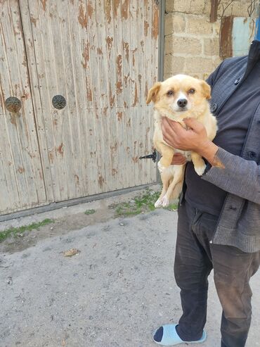 itlər pekines: Zvonok, 10 ay, Dişi