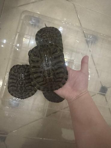 Другие с/х животные: Красноухие черепахи разные размеры - В наличии несколько особей, на — 11