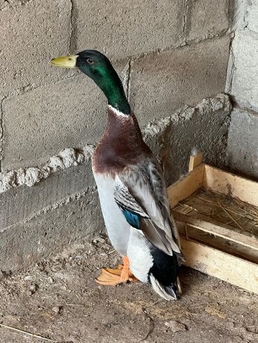 несушка купить: 🦆Бегунки - утки несушки. Несутся практически каждый день с перерывом в