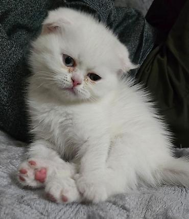 Pişiklər: Şotland — 5