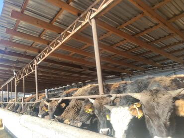 Коровы, быки: Продаю | Бык (самец) | На откорм — 19